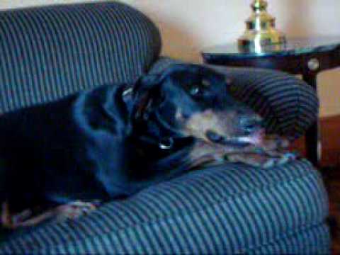 Vicious doberman attack caught on tape ! ! ! WARNING GRAFFIC SCENES ! ! !