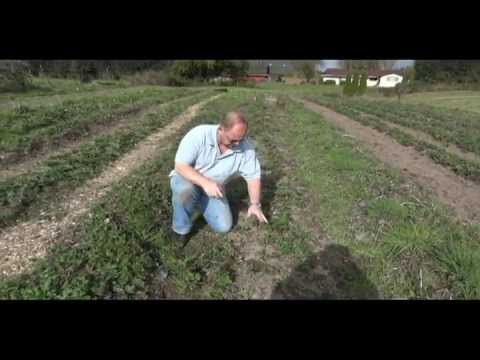 how to transplant strawberry runners