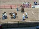 horse abuse