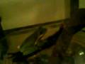 tree frog glowing head