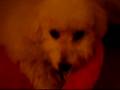Lola
