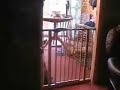 Katze über Gitter Katze über Gitter