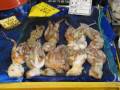 Noryangjin Fish Market | Seoul City | South Korea