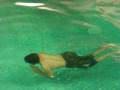 pearl continental karachi hotal swimming pool