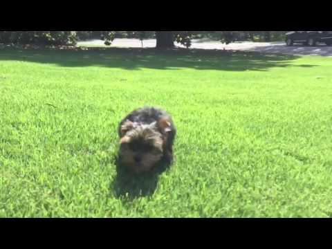 Cooper is the sweetest little Yorkshire Terrier
