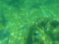 videos de Shark Reef at Typhoon Lagoon