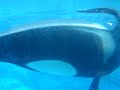 Tillikum Seaworld