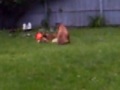 Gus the DDB Chasing New Guinea Singing Dog Puppies