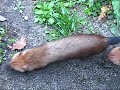 パトロール犬
