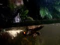 platypus.html