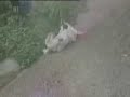 cachorro lesado
