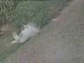 cachorro lesado
