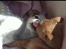 Pebble kisses Dante Pebble kisses Dante