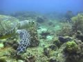Une Tortue Chez Cousteau