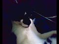 cat with a bat kurkista.mp4
