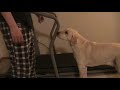 dog time episode 8 