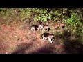 skyview's platinum girls go slow go fast. however you want them they can be.
at northern wv beagle club with don & mark carder