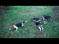 skyview's platinum girls go slow go fast. however you want them they can be.
at northern wv beagle club with don & mark carder