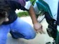 Petris vs serow 1 Petris vs serow 1