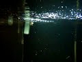 Baby leichardti Arowana 3.5 to 4 inch eating crickets