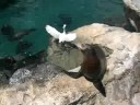 Sea Lions