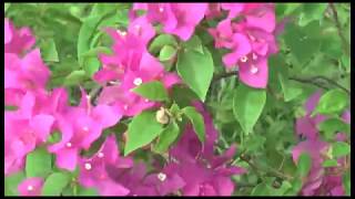 300 cây hoa giấy được trồng tại trụ sở Công ty CP Than Vàng Danh