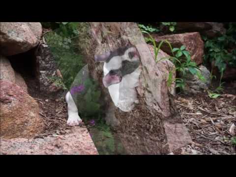 Sparky AKC Blue Piebald French Bulldog Puppy for sale
