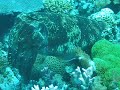 No Moving Cuttlefish