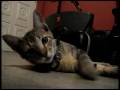 videos de Mingus, o Gato