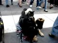 Amazing! RAT on CAT on Dog in San Francisco.  Peace.