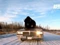 Buffalo Goes For Ride In Car - animals, buffalo, car, pets, ride, wtf