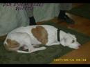 Anti bsl ~ made by left coast hooligans[myspace.com/leftcoasthooligans]
