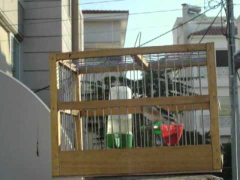 karderines - ena apo ta diamantia mou.