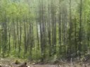 Clear Cutting on Disputed Indigenous Land May 2008