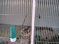 Darrrrek - Breeding carduelis major standard female on the nest