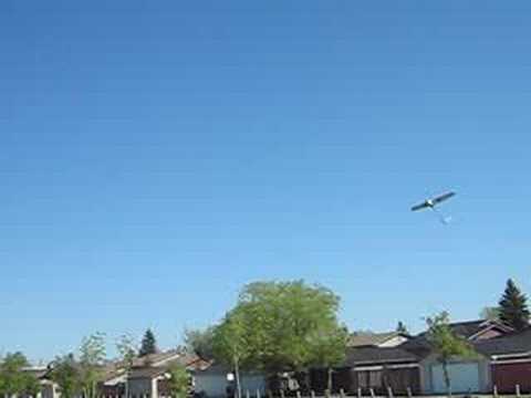 Tree attacks R/C plane.....
