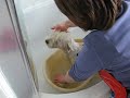 westie-being-washed.html