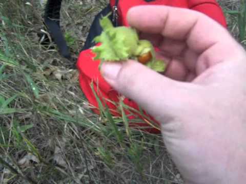 how to harvest hazelnuts