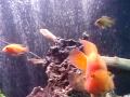 cichlids batliner