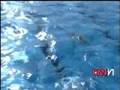 Austrailian Swim Lessons