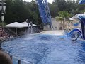 dolphins