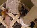 Cliquez pour voir la vid�o