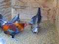 Blue Red American Game Bantams Blue Red American Game Bantams