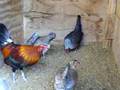 Blue Red American Game Bantams