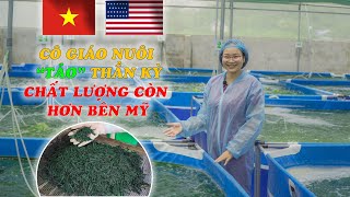 Mô hình nuôi trồng tảo xoắn Spirulina  K�