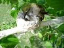 Humming bird nest April 2 2007 (Momma Feeding)