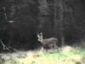 Click to View Video