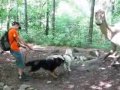 Tyranosaurus Rex a Kerberos Rex