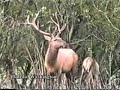 Ce matin un chasseur