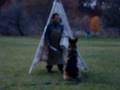videos de Ranger bark and hold